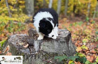 Border collie szczenięta hodowla Anidamara FCI - 2