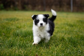 Border collie szczenięta hodowla Anidamara FCI - 2