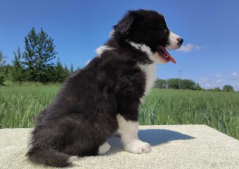Piękny Rasowy Pies Border Collie - Szczeniak z pełną dok. z - 2