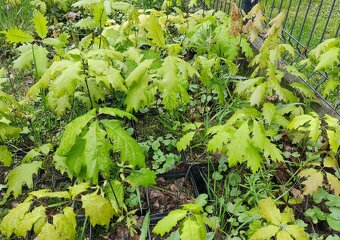 Sadzonki w doniczkach - dąb czerwony / Quercus rubra, hod. o - 2