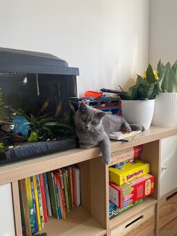 Oddam Kotkę 8 miesięcy do domu niewychodzącego. - 2