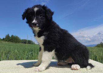 Rasowa suczka - Border Collie z pełną dok. - 2