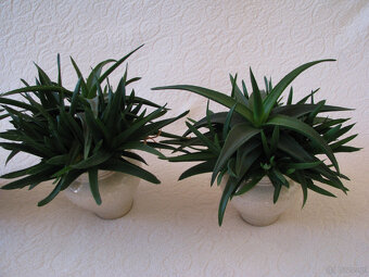 Aloes – piękna, zdrowa roślinka o właściwościach leczniczych - 2