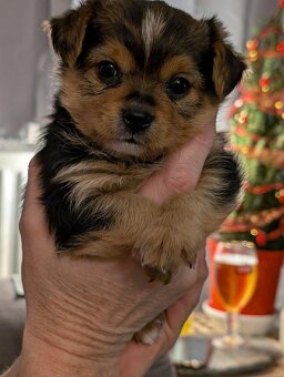 Doskonałe szczeniaki Yorkshire Terrier - 2