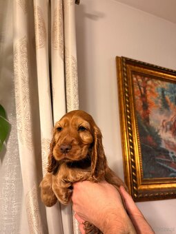 Wspaniała suczka Cocker Spaniel - 2
