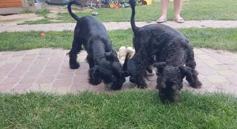 Sznaucer miniaturowy - 2