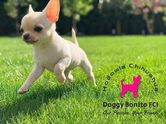 CHIHUAHUA, ZKwP FCI drobna dziewczynka krótkowłosa po Champi - 2