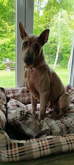 Thai Ridgeback Dog- Dog Thajski - 2