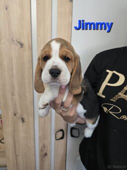Szczenięta rasy Beagle Tricolor - 2