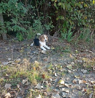 Beagle szczenięta - 2