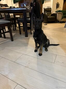 Owczarek belgijski malinois - 2
