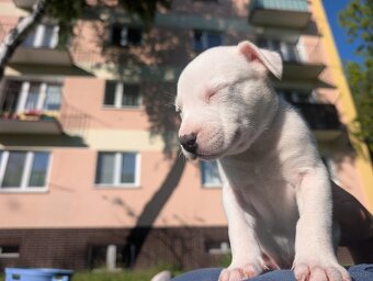Szczeniaczki Amstaff - 2