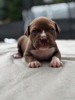 American Bully Pocket - 2