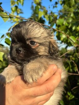 Spaniel tybetański ZKwP FCI pieski i suczka - 2
