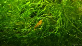 Gotowe krewetkarium z krewetkami, roślinkami i sprzętem. Akw - 2
