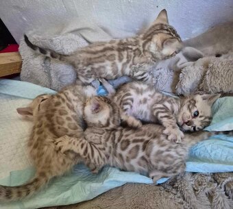 Bengal koty - 2