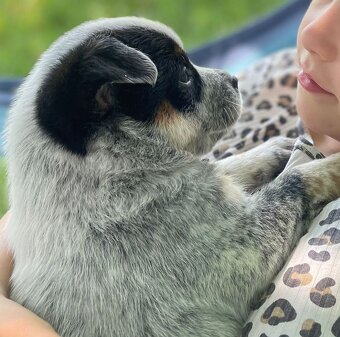 Australijski pies do bydła  - Blue Heeler - 2