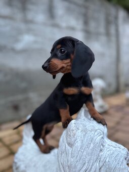 Piękna sunia jamnik miniaturowy standard z rodowodem - 2