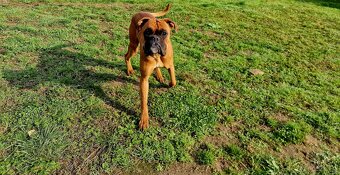 Roczny boxer uwielbia dzieci rasowy - 2