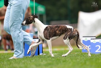 Chart angielski whippet FCI - 2