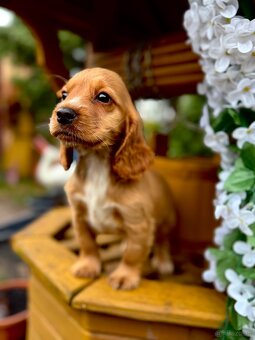 Piękna złota sunia Cocker Spaniel Angielski z rodowodem - 2