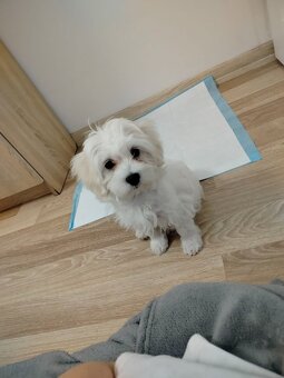 Szczeniak Maltańczyk na sprzedaż - 2