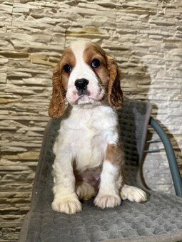 Cudny piesek Cocker Spaniel Angielski z rodowodem - 2