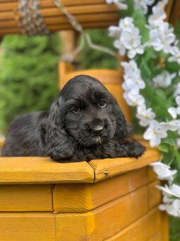 Piękna czarna sunia Cocker Spaniel Angielski z rodowodem - 2