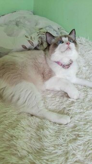 Sprzedam kota rasy Ragdoll FPL/FIFE - 2
