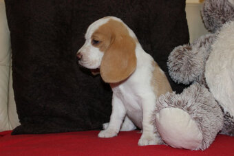 Szczeniaczek Beagle piesek po Championie Polski ZKwP - 2