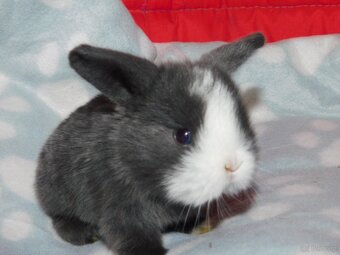 Mini lop niebieskie i niebiesko- białe - 2