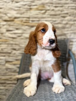 Wyjątkowy piesek Cocker Spaniel Angielski z rodowodem - 2