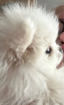 Szpic miniaturowy Pomeranian - 2