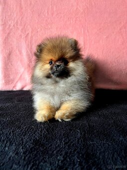 Szpic Miniaturowy, Pomeranian - 2