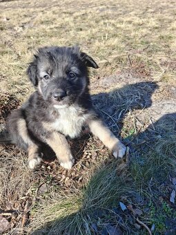 Oddam szczeniaczki za darmo - 2