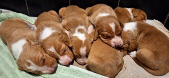 Szczeniaki Gończy Chorwacki ZKWP FCI - 2