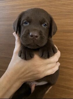 Wspaniały czekoladowy labrador. - 2