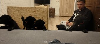 Cane Corso Italiano Miot A - 2