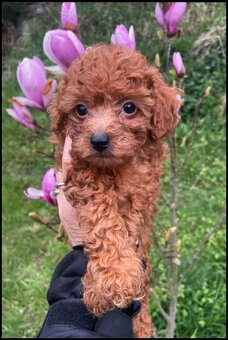 Pudel Toy red śliczny pudelek - 2