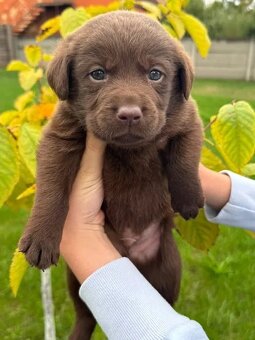 Szczenięta labradora czekoladowego - 2