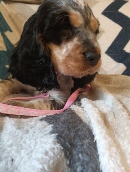 Cocker spaniel angielski szczenięta - 2