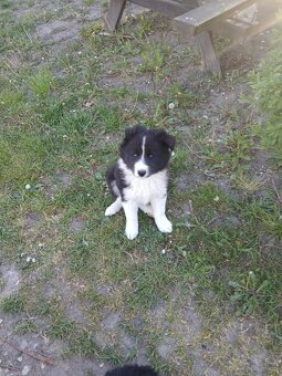 Border Collie - 2