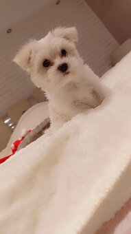 Maltańczyk szczeniak - 2