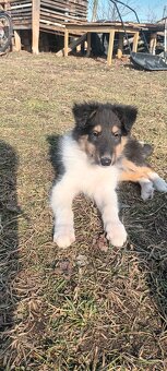 Szczeniaki owczarek szkocki - 2