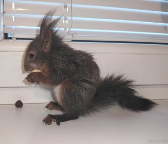 Sciurus vulgaris Wiewiórka ruda - 2