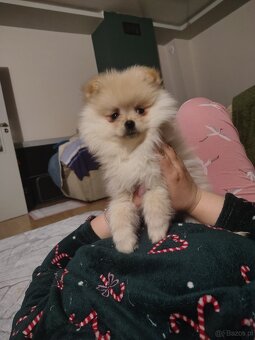 Sprzedam piesków rasy szpic - 2