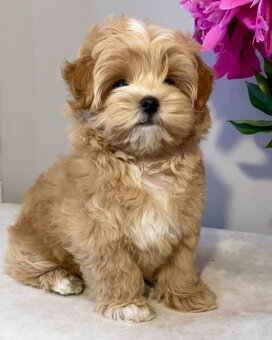 Puszyste szczenięta rasy Maltipoo - 2