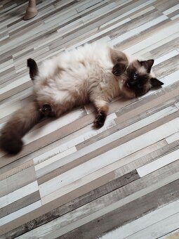 Ragdoll - 2