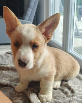 Welsh Corgi Cardigan -hodowla Rivulus FCI 26 lat istnienia - 2