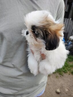 Suczka mieszanka pekińczyk shih-tzu - 2